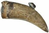 Serrated Tyrannosaur Tooth With Hadrosaur Tooth #227827-1